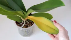 Proč listy orchideje náhle žloutnou: 9 hlavních příčin a řešení problému