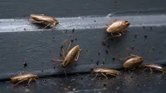 Co dělat jako první, když uvidíte švába: 8 kroků, které musíte udělat hned